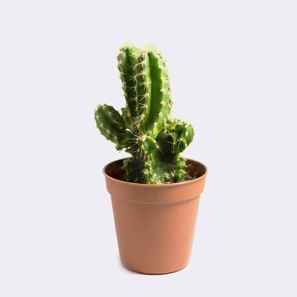 Mini San Pedro Cactus | OHWOW Malaysia Yiwu Wholesale Mini San Pedro Cactus