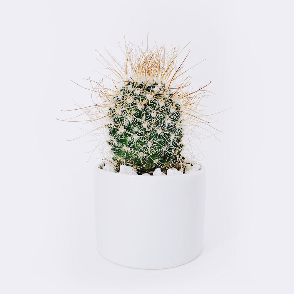 Ball Cactus | OHWOW Malaysia Yiwu Wholesale Ball Cactus