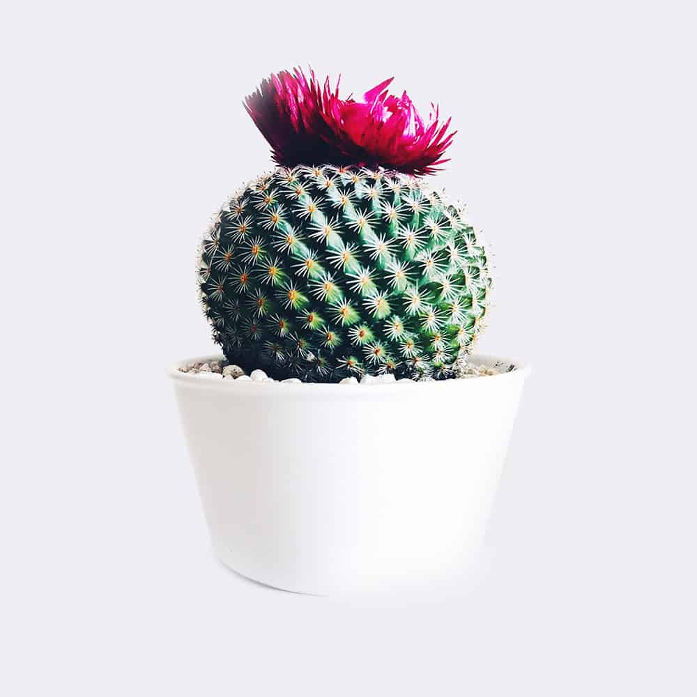 Old Lady Cactus | OHWOW Malaysia Yiwu Wholesale Old Lady Cactus