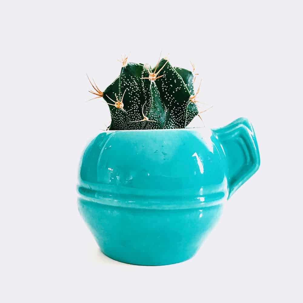 Mini Astrophytum | OHWOW Malaysia Yiwu Wholesale Mini Astrophytum