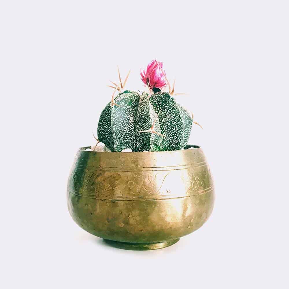 Star Cactus | OHWOW Malaysia Yiwu Wholesale Star Cactus