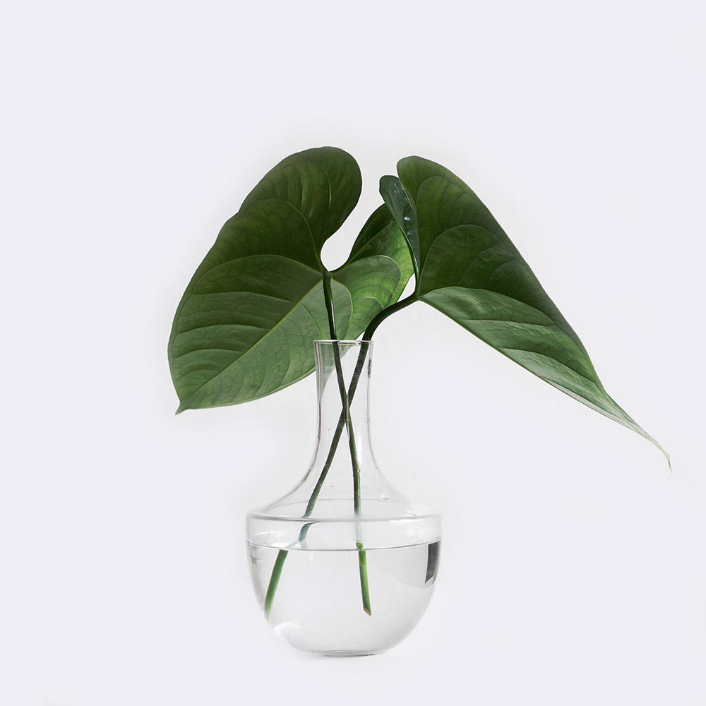 Money Plant | OHWOW Malaysia Yiwu Wholesale Money Plant