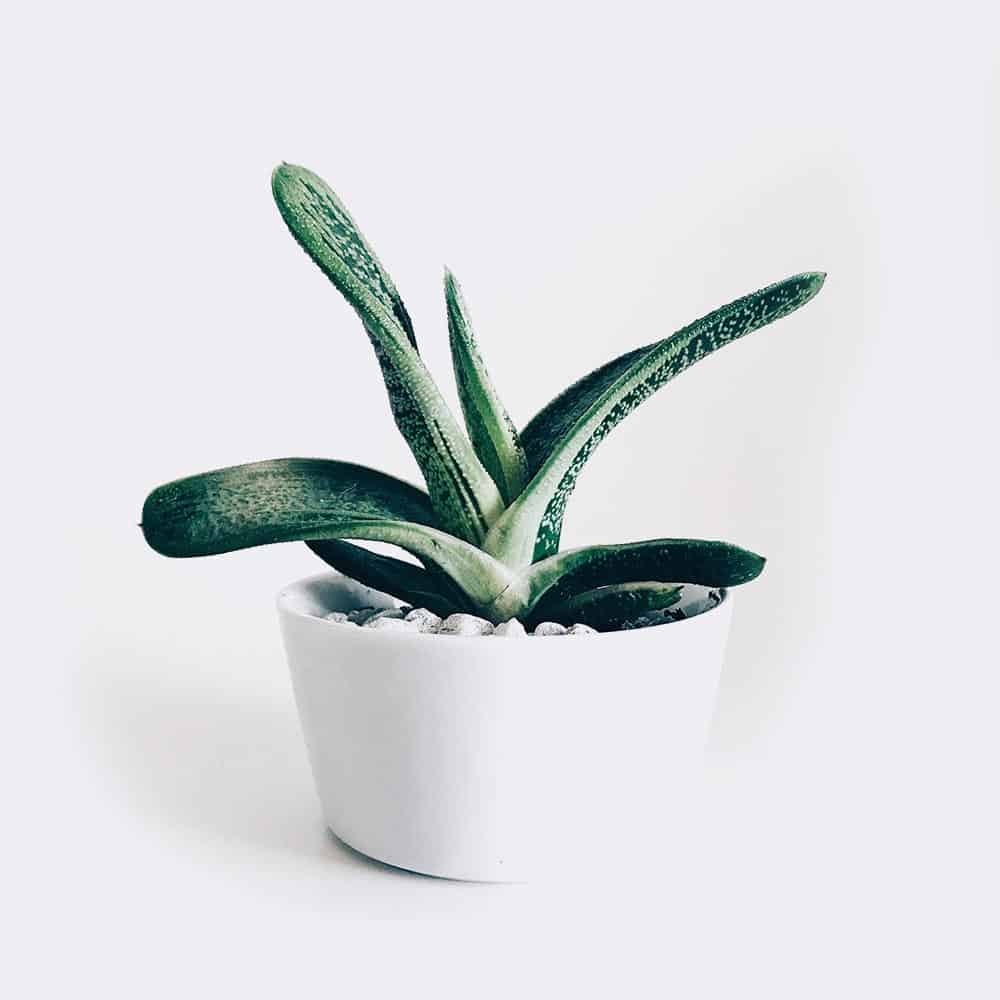 Boncellensis Secullant | OHWOW Malaysia Yiwu Wholesale Boncellensis Secullant