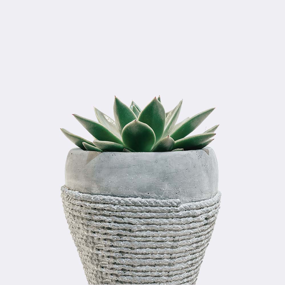 Green Soil Lotus | OHWOW Malaysia Yiwu Wholesale Green Soil Lotus